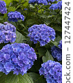 Blue hydrangea 127447424