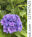 Purple hydrangea 127447425
