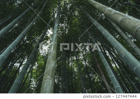 Bamboo Grove zen green background 127447444