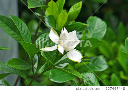 白色梔子花（夏季，六月） 127447448