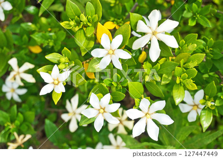 White gardenia flowers (summer, June) 127447449
