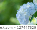淺藍色繡球花 127447629