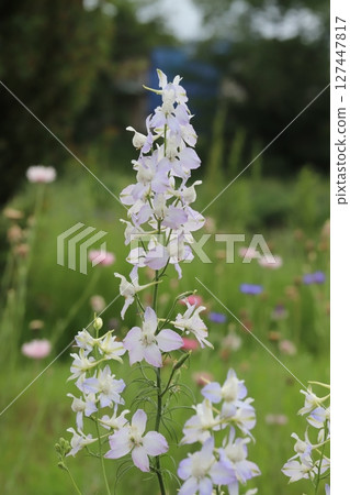 White and lilac flower of hawkweed blooming in a park in spring 127447817