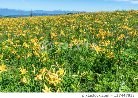Day lilies in full bloom at Fujimidai, Kirigamine, Suwa City, Nagano Prefecture 127447932