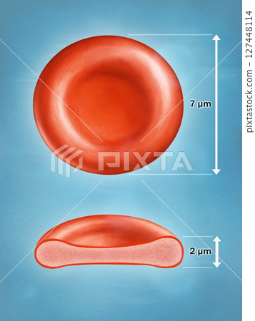 Average erythrocyte sizes Average erythrocyte sizes 127448114