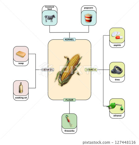Different uses of corn Different uses of corn 127448116