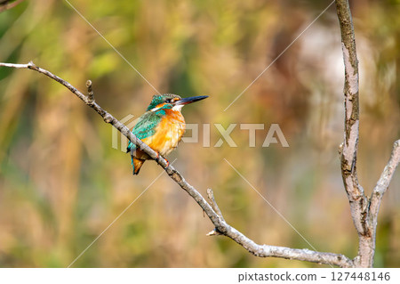 A kingfisher hunting for food from the top of a branch A kingfisher hunting for food from the top of a branch 127448146