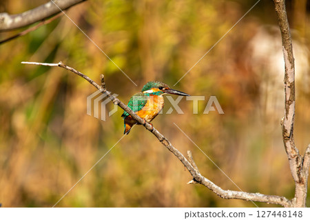 一隻翠鳥在樹枝頂端尋找食物 127448148