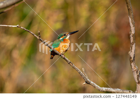 A kingfisher hunting for food from the top of a branch 127448149