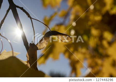 colorful foliage of maples in the autumn season in sunny weather in the morning, maple seeds hang on the branches, side view colorful foliage of maples in the autumn season in sunny weather in the morning, maple seeds hang on the branches, side view 127448296