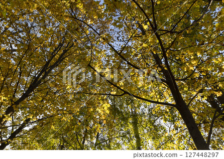 foliage on maples in the autumn , maples with orange foliage in sunny weather in autumn foliage on maples in the autumn , maples with orange foliage in sunny weather in autumn 127448297