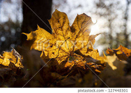 close up maple leaves on the ground in autumn season, closeup, a lot of fallen maple leaves are orange 127448301