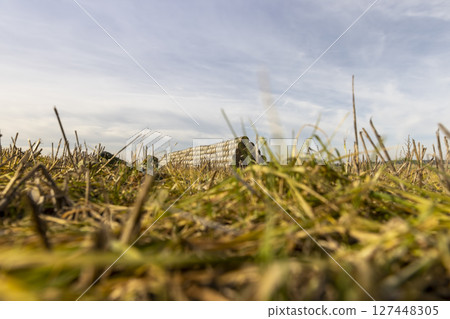 cylindrical stacks of straw stacked together for storage, stacked one on one stack of wheat straw after grain harvest 127448305