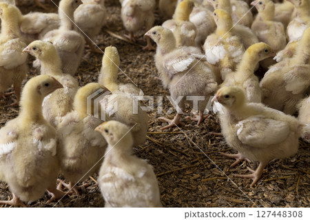 small chickens in down and feathers during cultivation at a poultry farm, chicks run around on the litter small chickens in down and feathers during cultivation at a poultry farm, chicks run around on the litter 127448308
