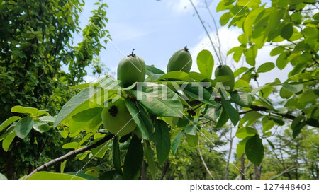 Close-up of green quince fruits in early summer 127448403