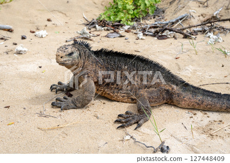 Marine iguana on the sandy shores of Isabela Island, Galapagos Archipelago, Ecuador Marine iguana on the sandy shores of Isabela Island, Galapagos Archipelago, Ecuador 127448409