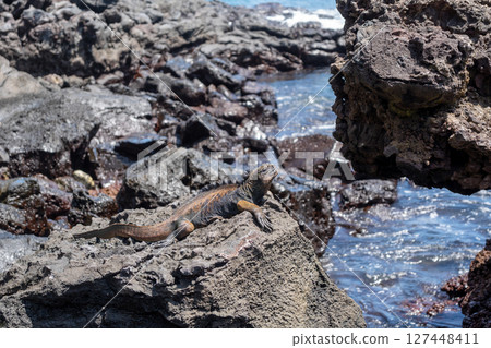 Marine iguana resting on rocks by the ocean, Galapagos 127448411