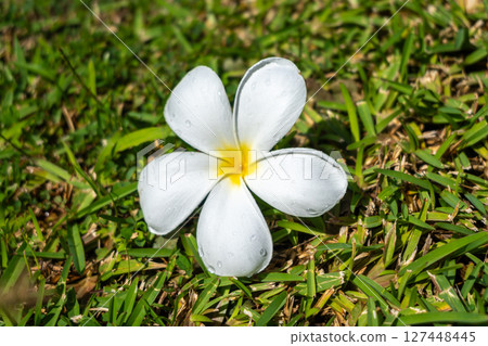 Frangipani Flower on Tahaa Island, French Polynesia 127448445