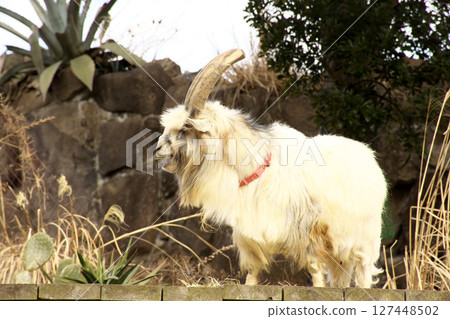 goat resting 127448502