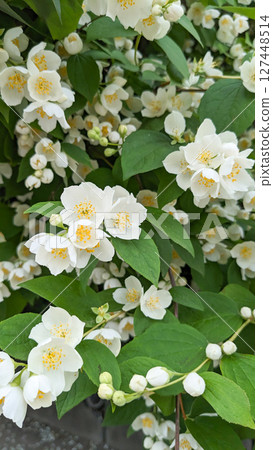 Jasmine in medicine Jasmine in medicine 127448514