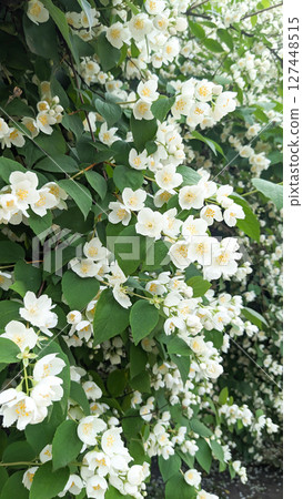 Cascading Jasmine in Full Bloom Cascading Jasmine in Full Bloom 127448515