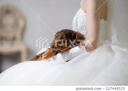 Dogs at weddings 127448525