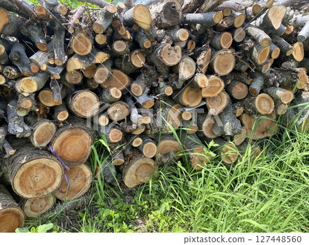 Cut logs Cut logs 127448560