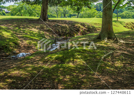 The forest of Tobihino Garden in Nara Park 127448611