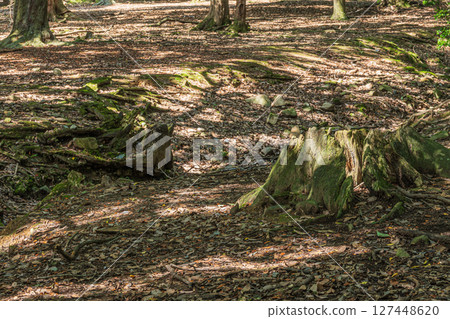 The forest of Tobihino Garden in Nara Park The forest of Tobihino Garden in Nara Park 127448620