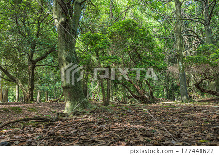 奈良公園 日日野園地森林 127448622