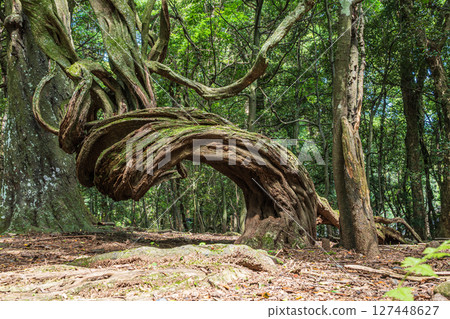 奈良公園 日日野園地森林 127448627