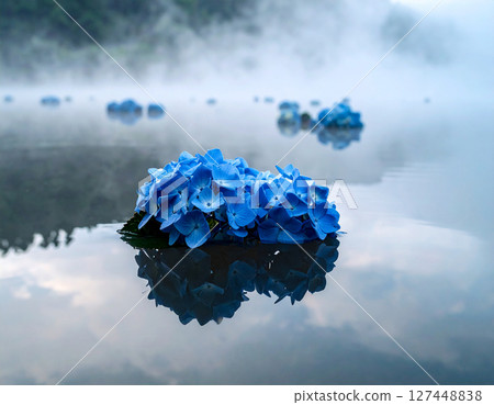 漂浮在水的八仙花屬 漂浮在水的八仙花屬 127448838
