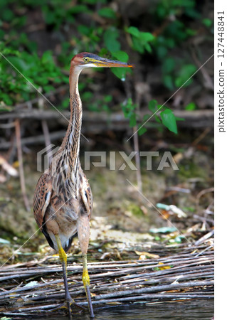 The purple heron (Ardea purpurea) 127448841