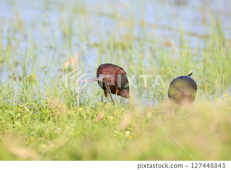 The amazing glossy ibis (Plegadis falcinellus) 127448843