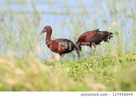 The amazing glossy ibis (Plegadis falcinellus) The amazing glossy ibis (Plegadis falcinellus) 127448844