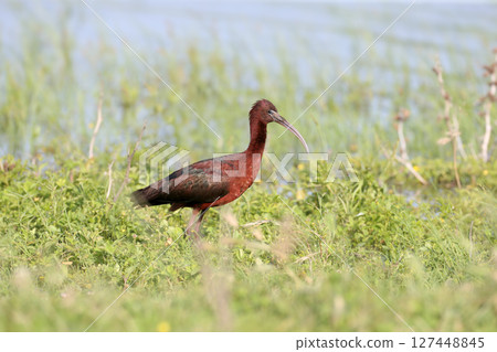 The amazing glossy ibis (Plegadis falcinellus) The amazing glossy ibis (Plegadis falcinellus) 127448845