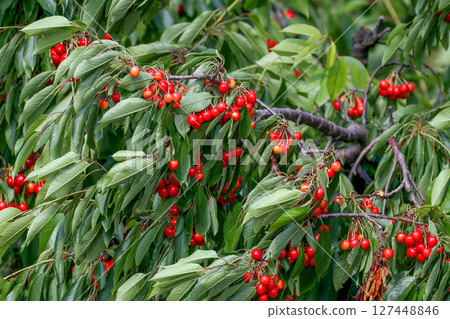 Prunus avium, commonly called wild cherry 127448846