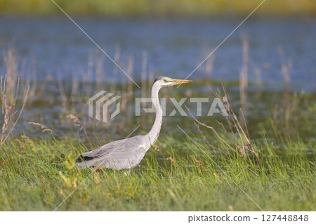 grey heron (Ardea cinerea) grey heron (Ardea cinerea) 127448848
