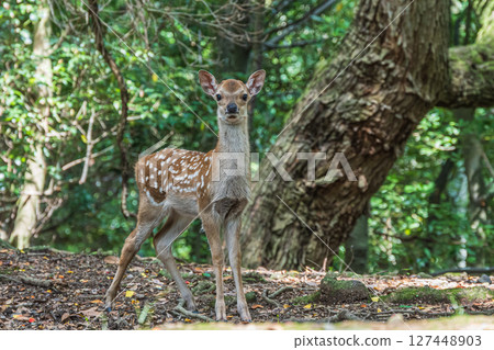 奈良公園、飛火野公園的森林裡的鹿 127448903