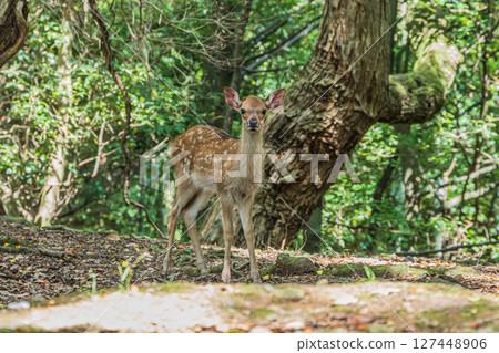 奈良公園、飛火野公園的森林裡的鹿 127448906