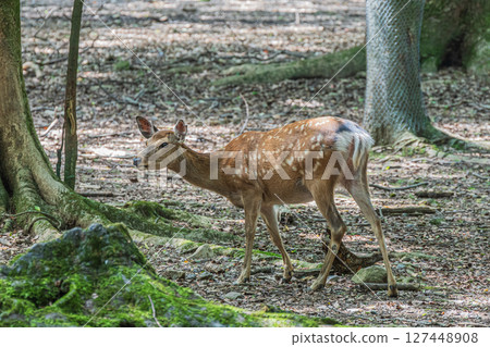 Deer in the forest of Nara Park, Tobihino Park 127448908
