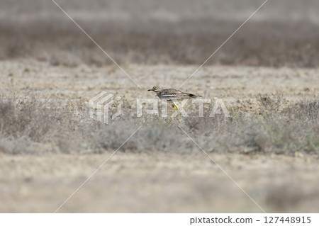 The amazing stone-curlew (Burhinus oedicnemus) 127448915