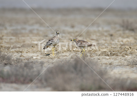 The amazing stone-curlew (Burhinus oedicnemus) The amazing stone-curlew (Burhinus oedicnemus) 127448916