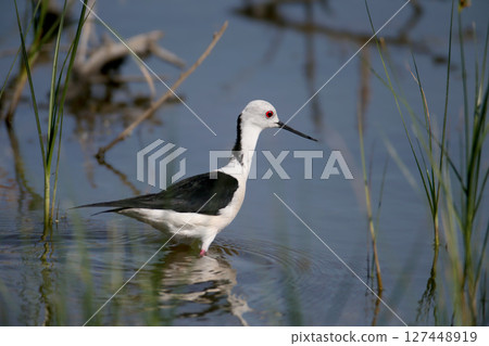 black-winged stilt (Himantopus himantopus) 127448919