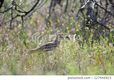 The amazing stone-curlew (Burhinus oedicnemus) The amazing stone-curlew (Burhinus oedicnemus) 127448923