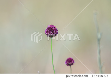 ball-head onion ball-head onion 127448924