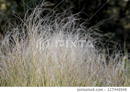Close-up of feather grass bush Close-up of feather grass bush 127448946