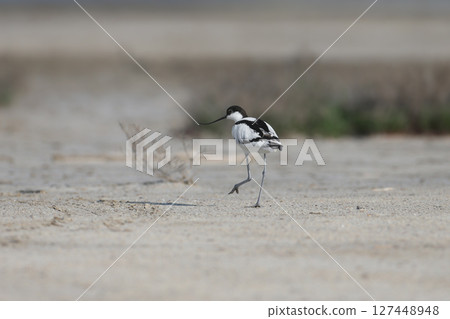 pied avocet (Recurvirostra avosetta) 127448948