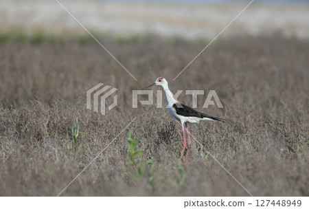 black-winged stilt (Himantopus himantopus) 127448949