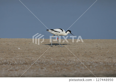 pied avocet (Recurvirostra avosetta) 127448950